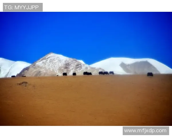 足球明星携手青藏高原在拉萨展开激情四溢的足球友谊赛 足球明星携手青藏高原在拉萨展开激情四溢的足球友谊赛